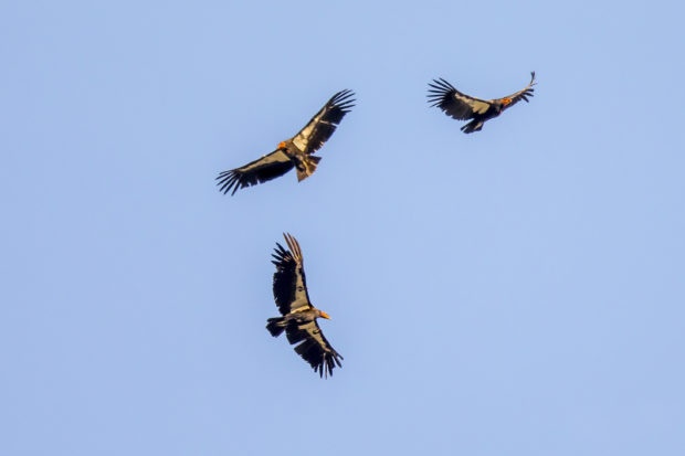 California condors soar in thermals overhead