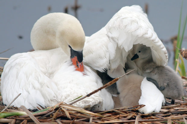 A mute swan shelters its young