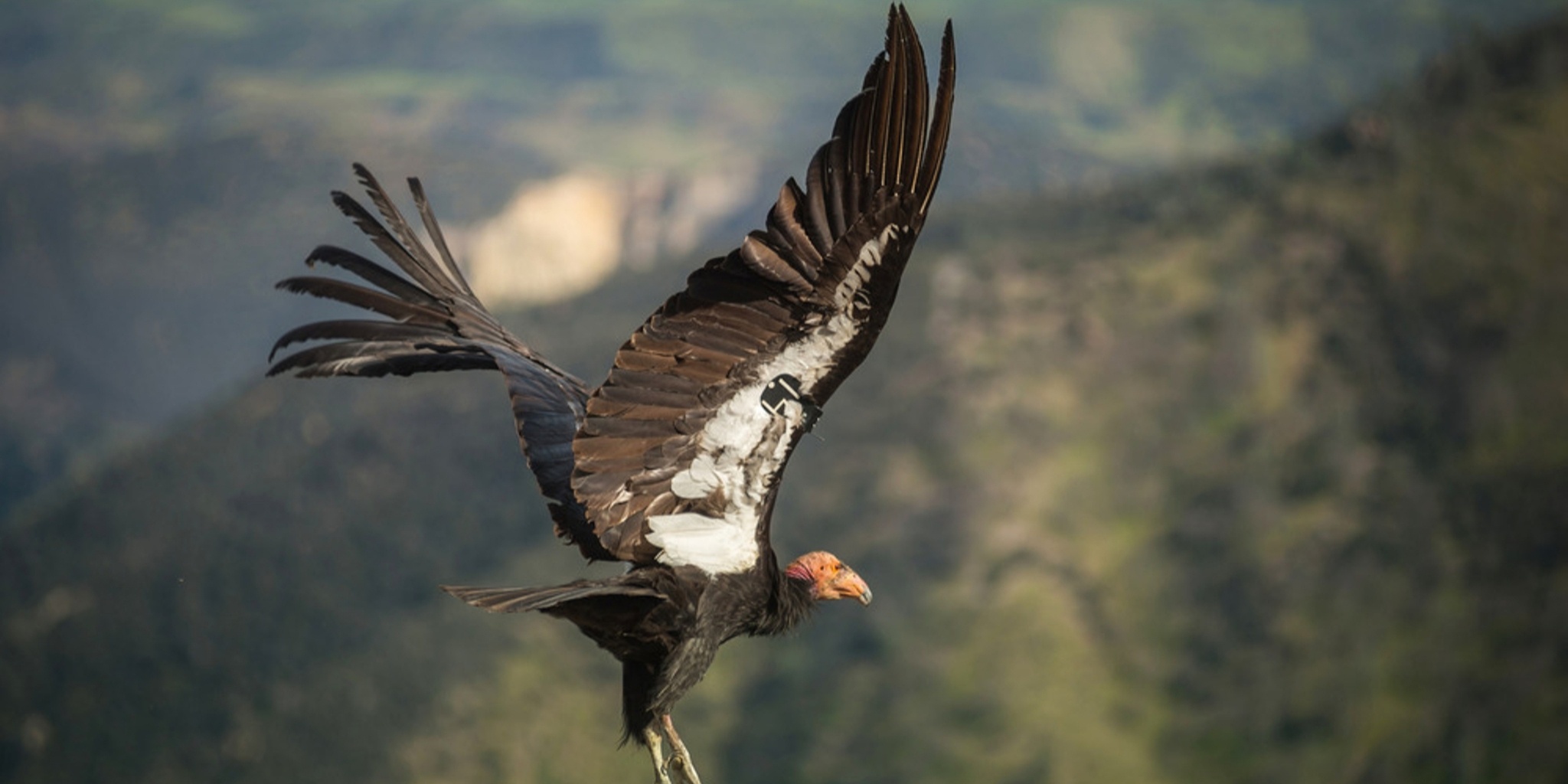 A California condor takes flight over Pinnacles National Park. Wildlife like the condor need the Recovering America's Wildlife Act to thrive.