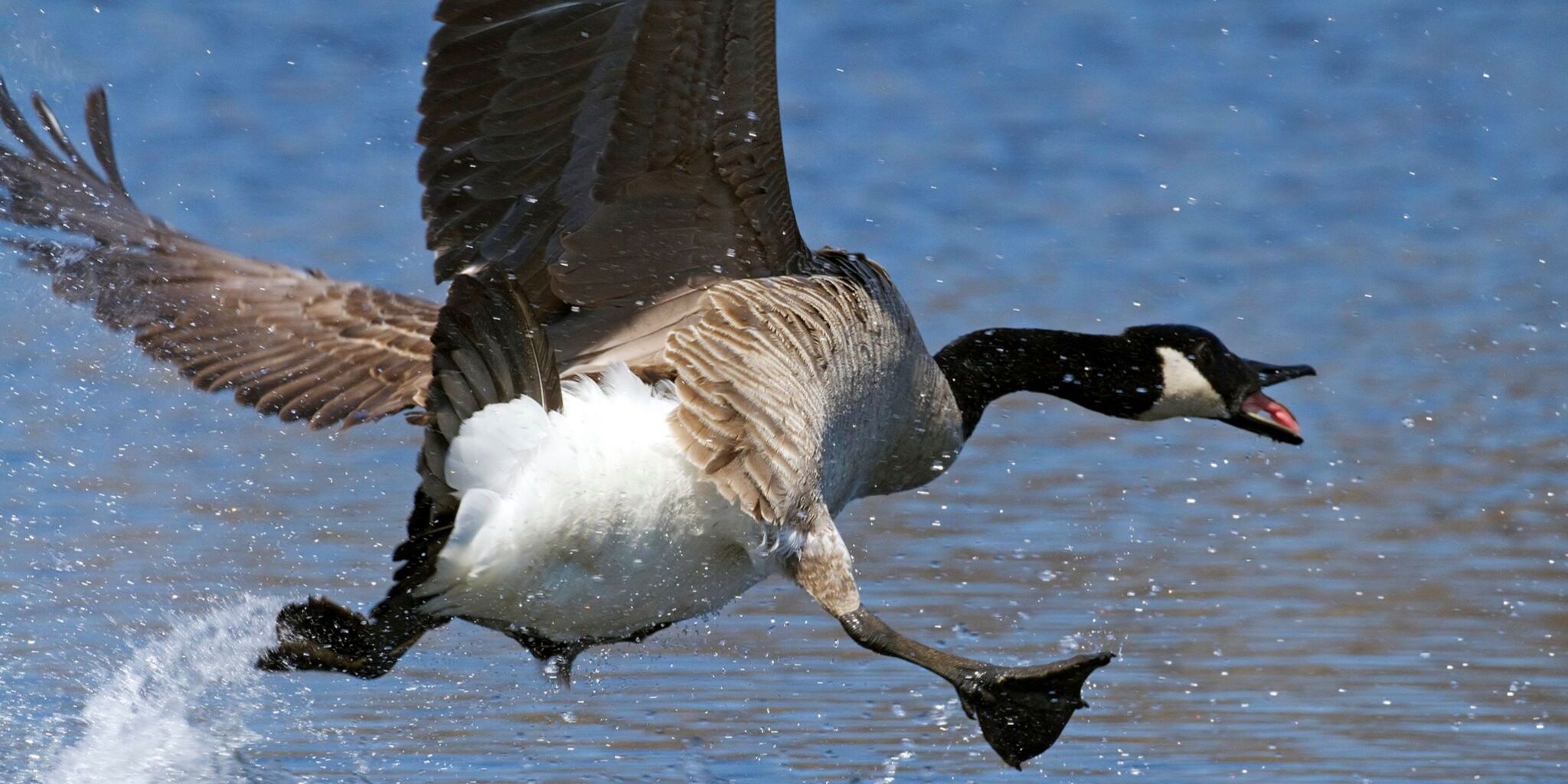 A Canada Goose skimming lake surface.