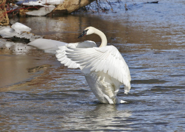 A trumpeter swan flaps its wings