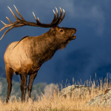 An elk in the Rocky Mountains.
