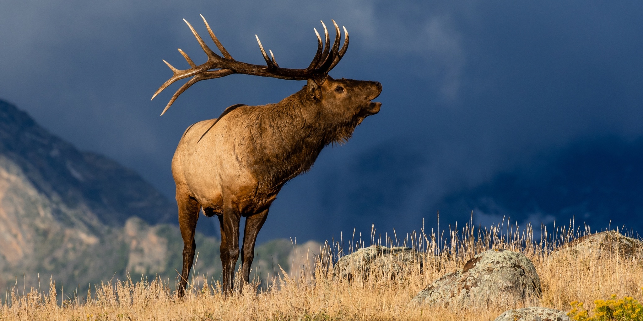 An elk in the Rocky Mountains.