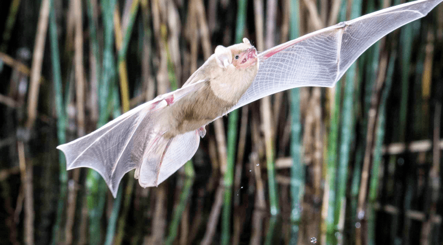 Bats are in deep trouble. Decimated by disease and habitat loss, they need us to come to the rescue! Photo: Russell Hunsaker.