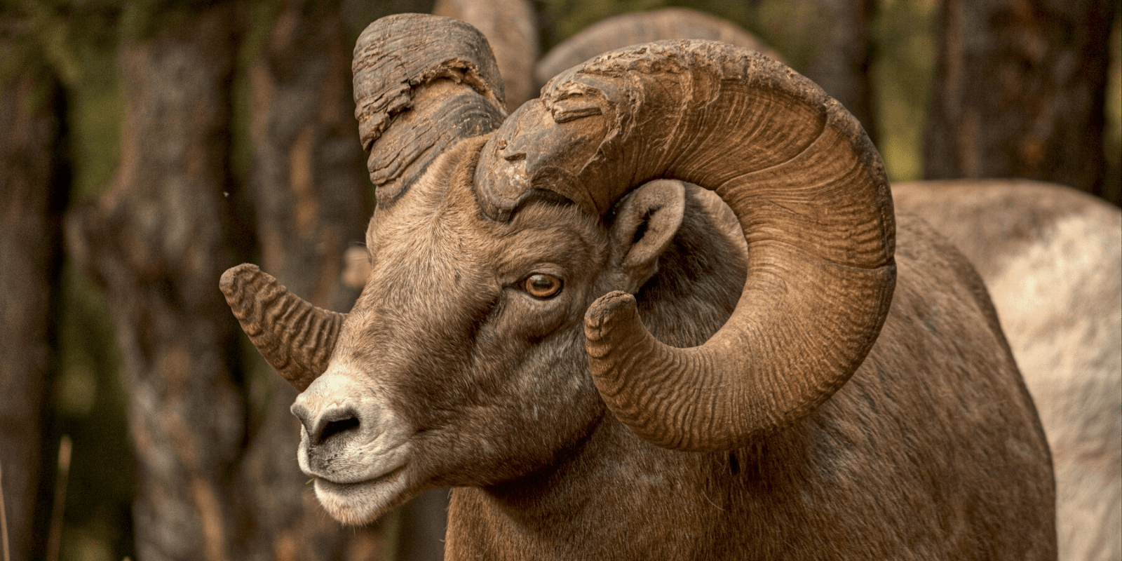Protecting Bighorn Sheep in the Elk Range of Colorado • The National