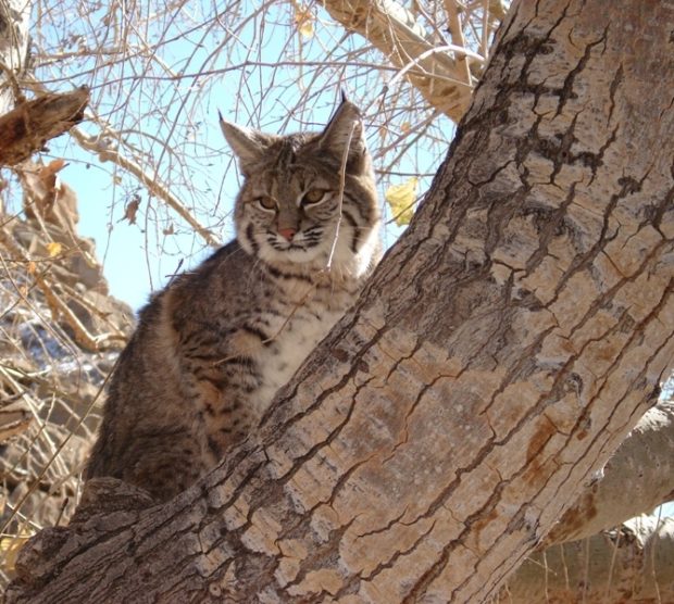 Bobcat in New Mexico.