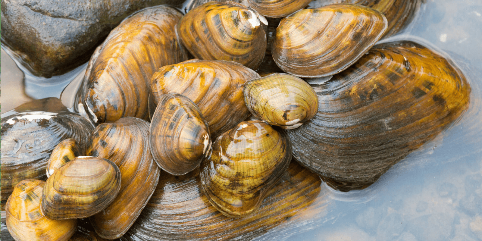 Freshwater mussels, Ryan Hagerty/USFWS