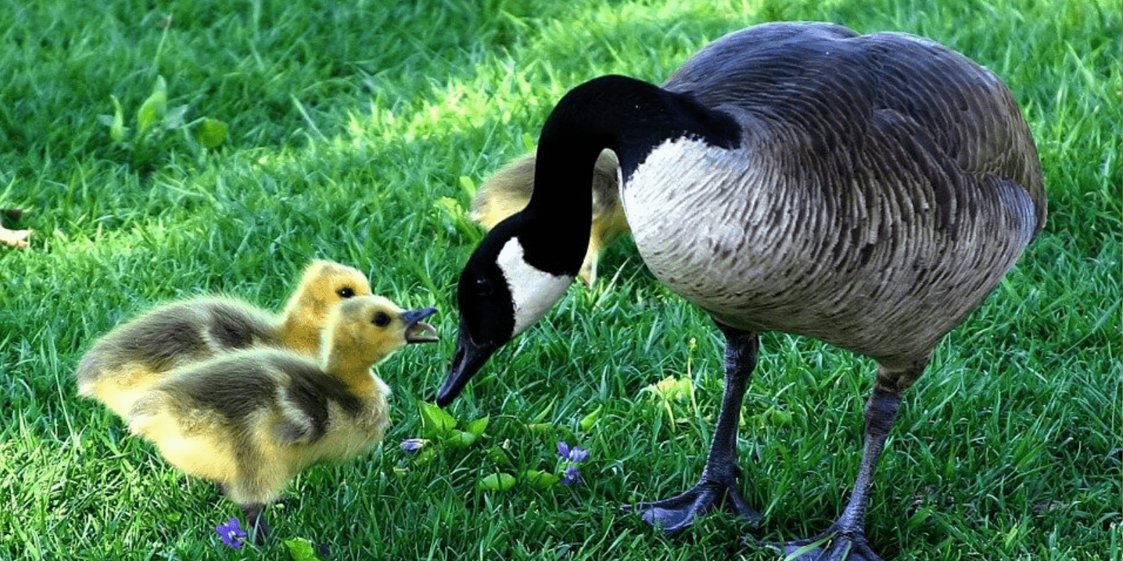 A Canada goose with offspring