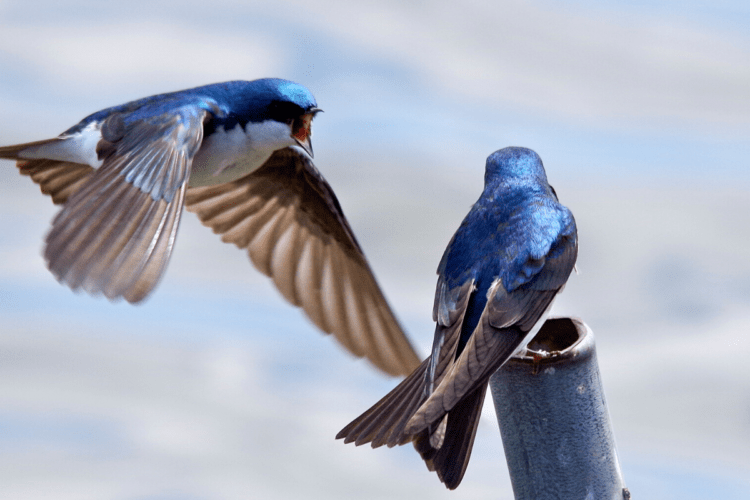 A pair of tree swallows in front of a gray sky. 