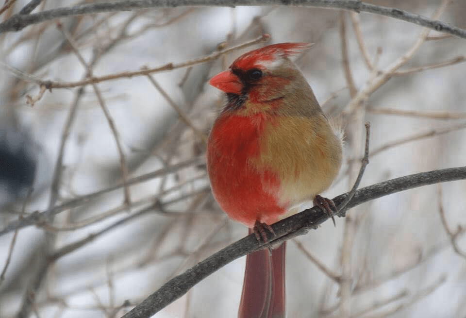 Gynandromorphic Cardinal