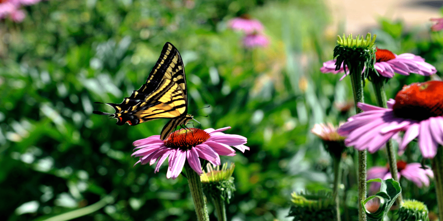 Breaking Ground Pioneering Women in Botany & Public Horticulture The