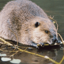 beaver