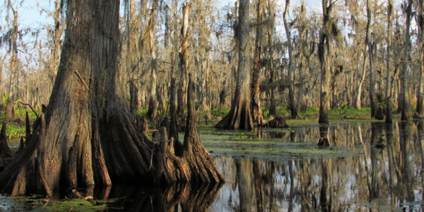 Victory for the Prothonotary Warbler in Maurepas Swamp - The National ...