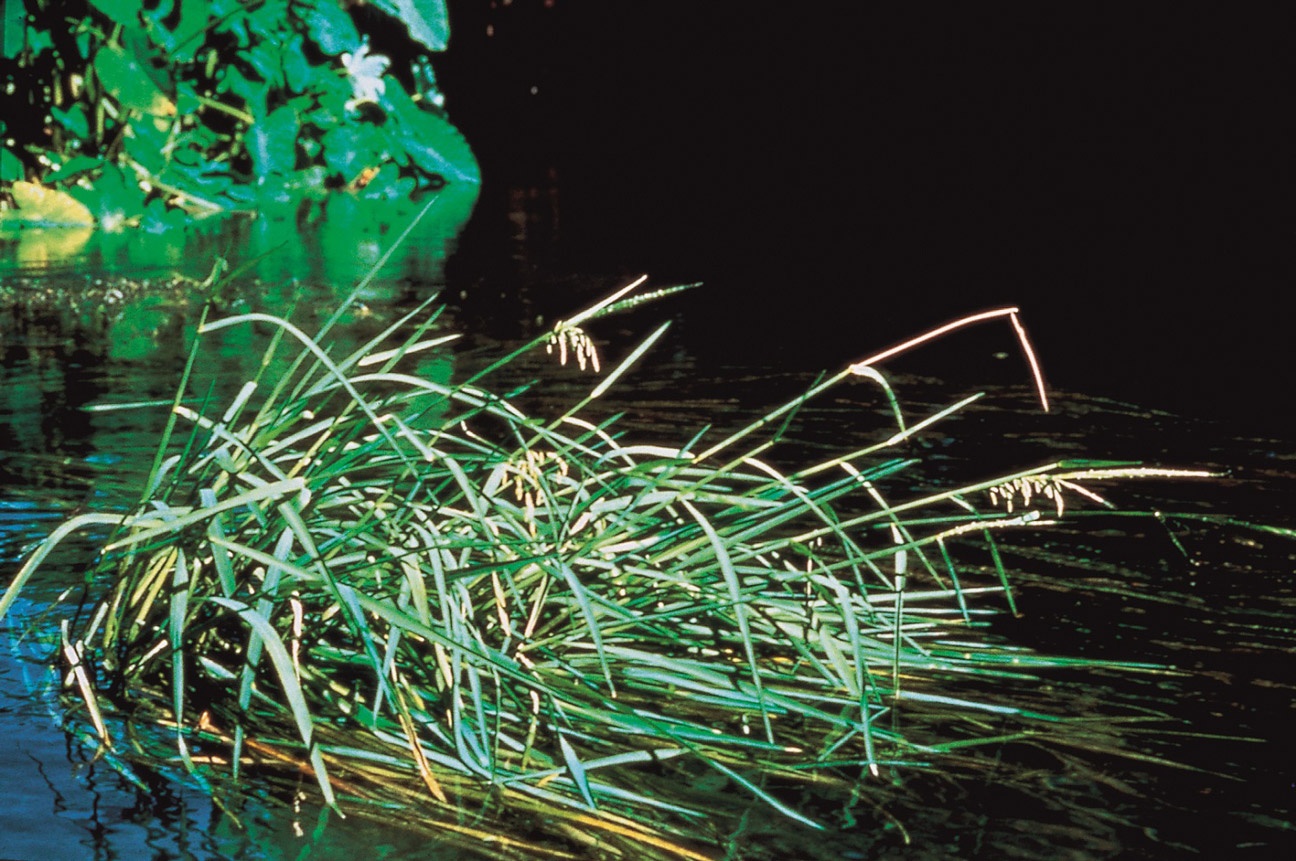 Clean, Accessible Water for Texas Communities and Wildlife - The ...