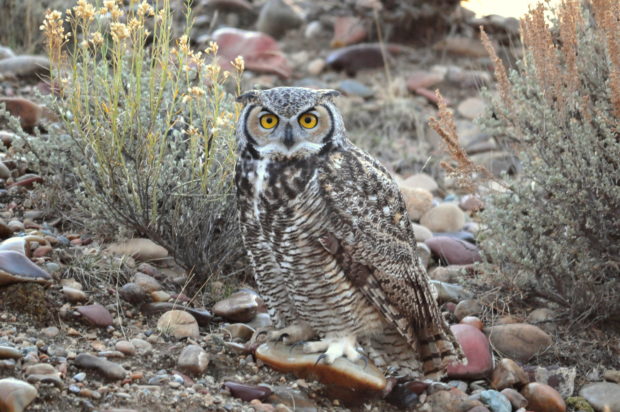 A great horned owl is perched on the transition from sage steppe to riparian habitats.