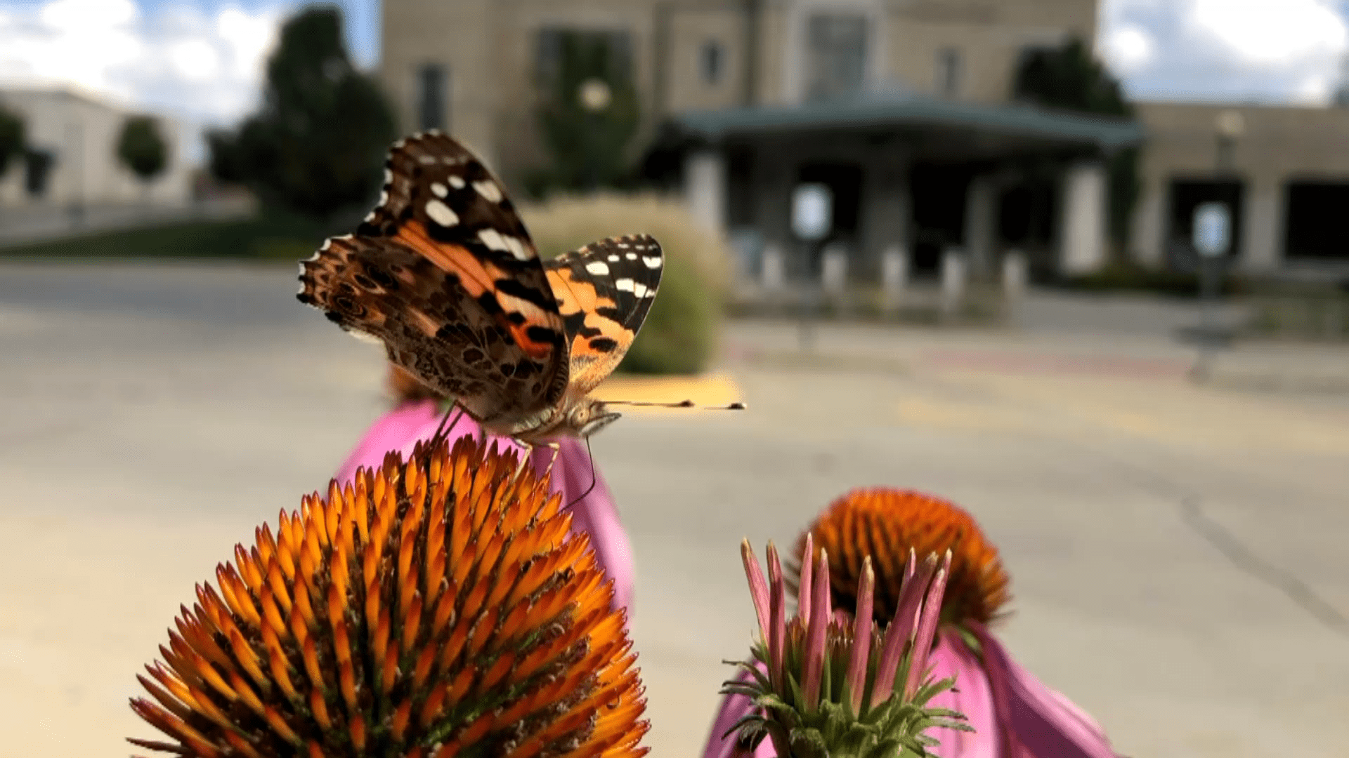 A painted lady butterfly on purple coneflower