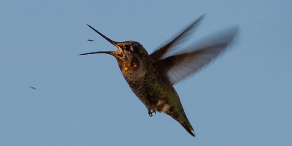hummingbird eating mosquitoes