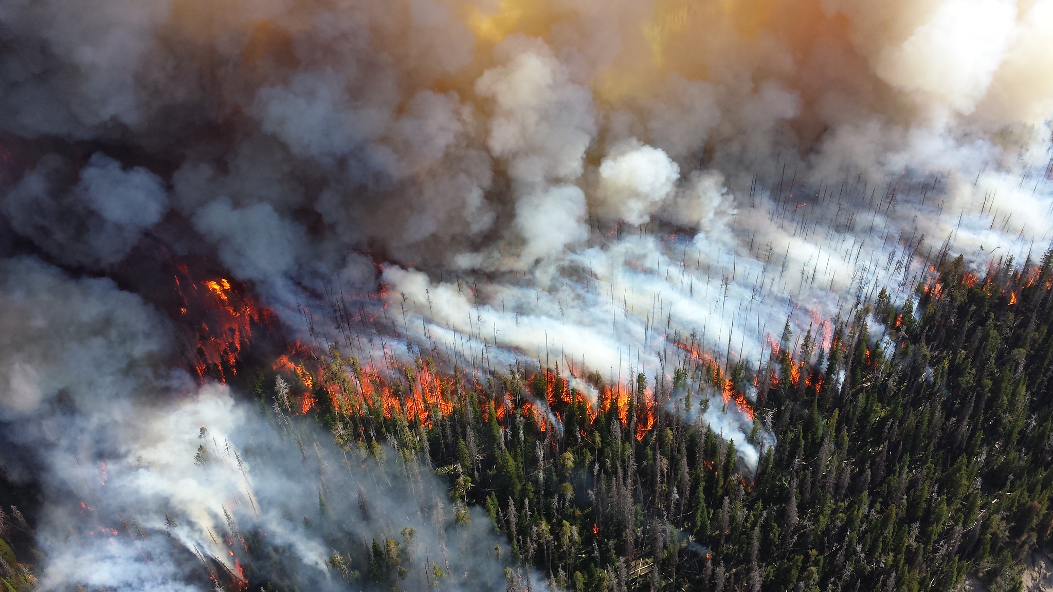 birds eye view of a wildfire in Yellowstone National Park