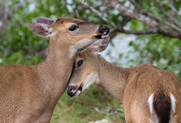 Key deer, found on the Florida Keys, are the smallest deer in North America. 