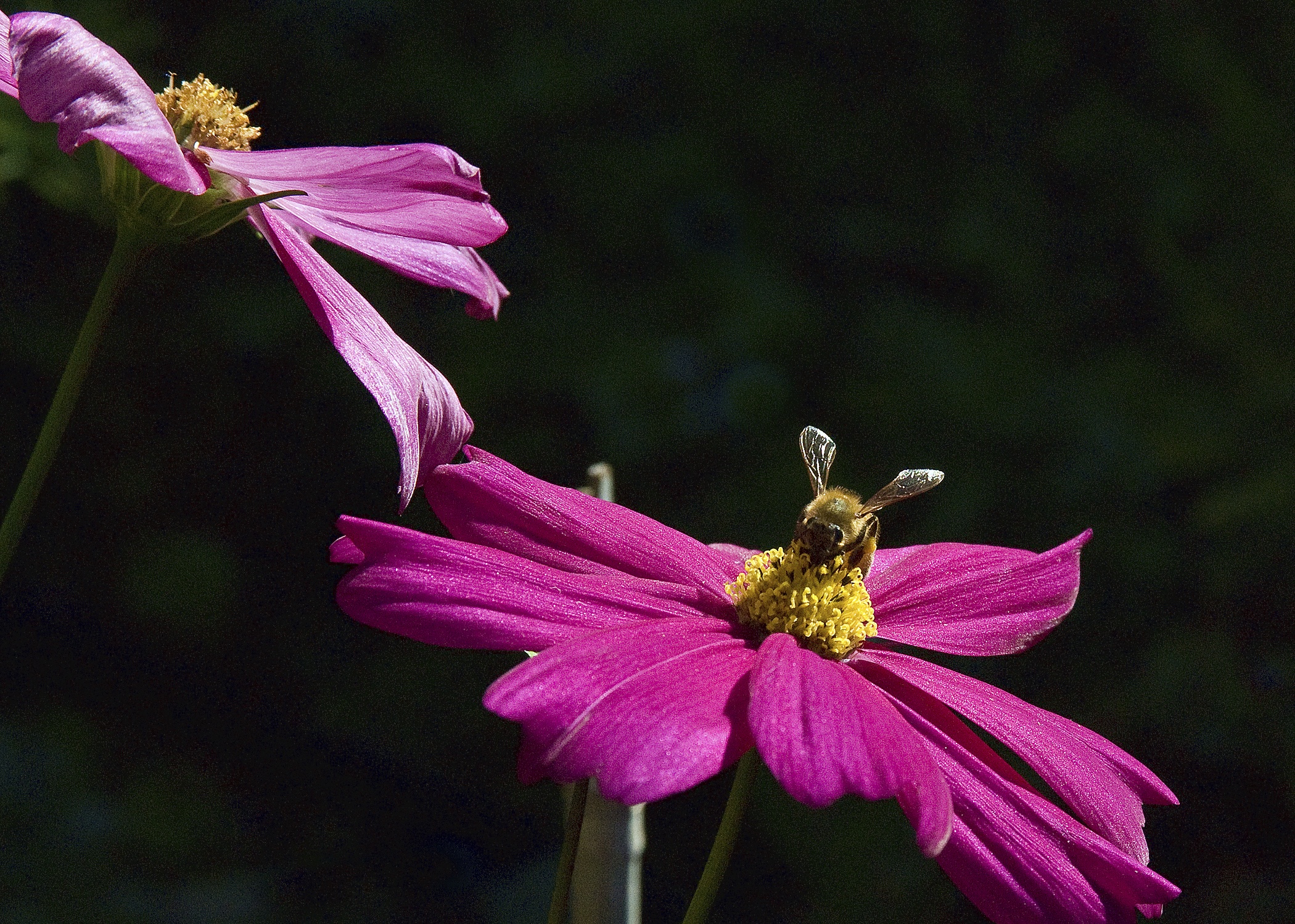 Honey bee enjoying nectar. 