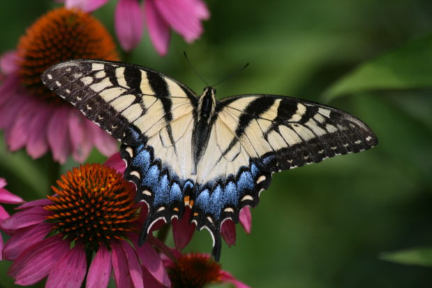 Tiger swallowtail on a purple coneflower.