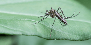 Mosquito on leaf.