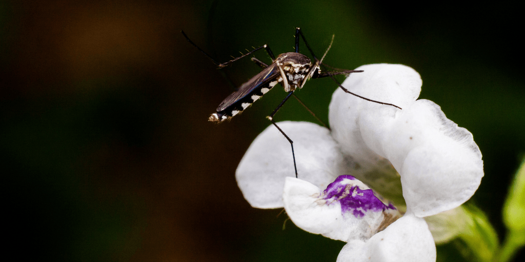 Mosquito on Flower