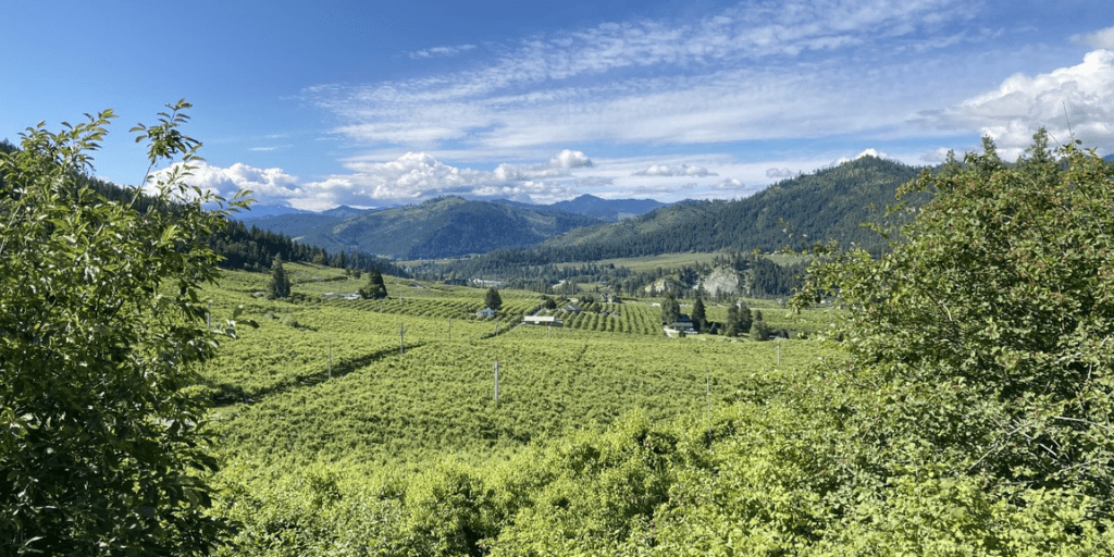 Surrounded by the foothills of the Cascade Mountains, fruit orchards blanket the landscape of central Washington.