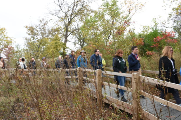 A group of climate education teachers walk on a boardwalk in a marshy wildlife refuge. 