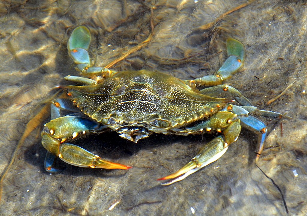 Blue crab.