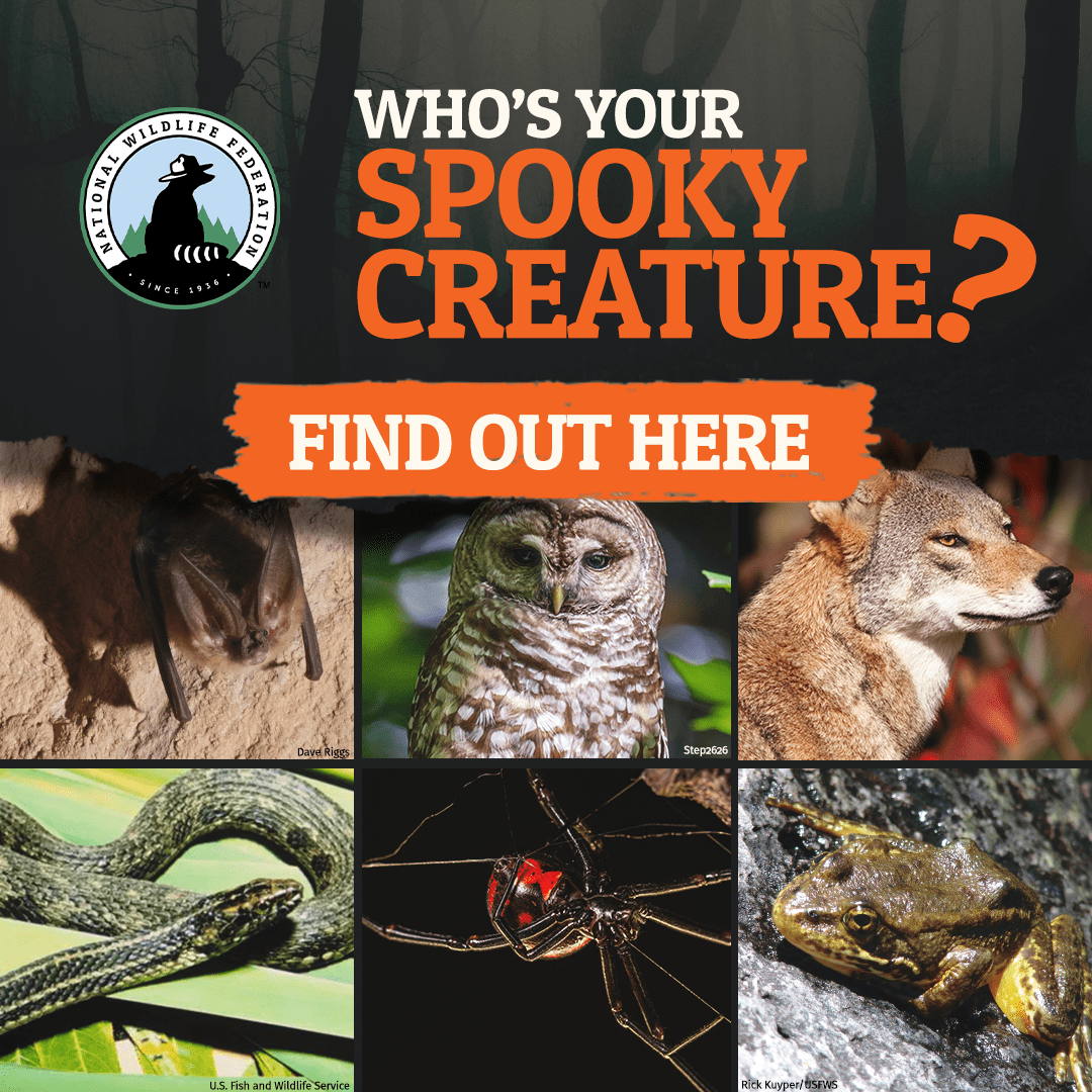 Pictures of the potential results of the "Spooky Creature" quiz: Red Wolf, Northern Spotted Owl., Sierra Nevada Yellow Legged Frog, Virginia Big-Eared Bat, Black Widow, and Atlantic Salt Marsh Snake