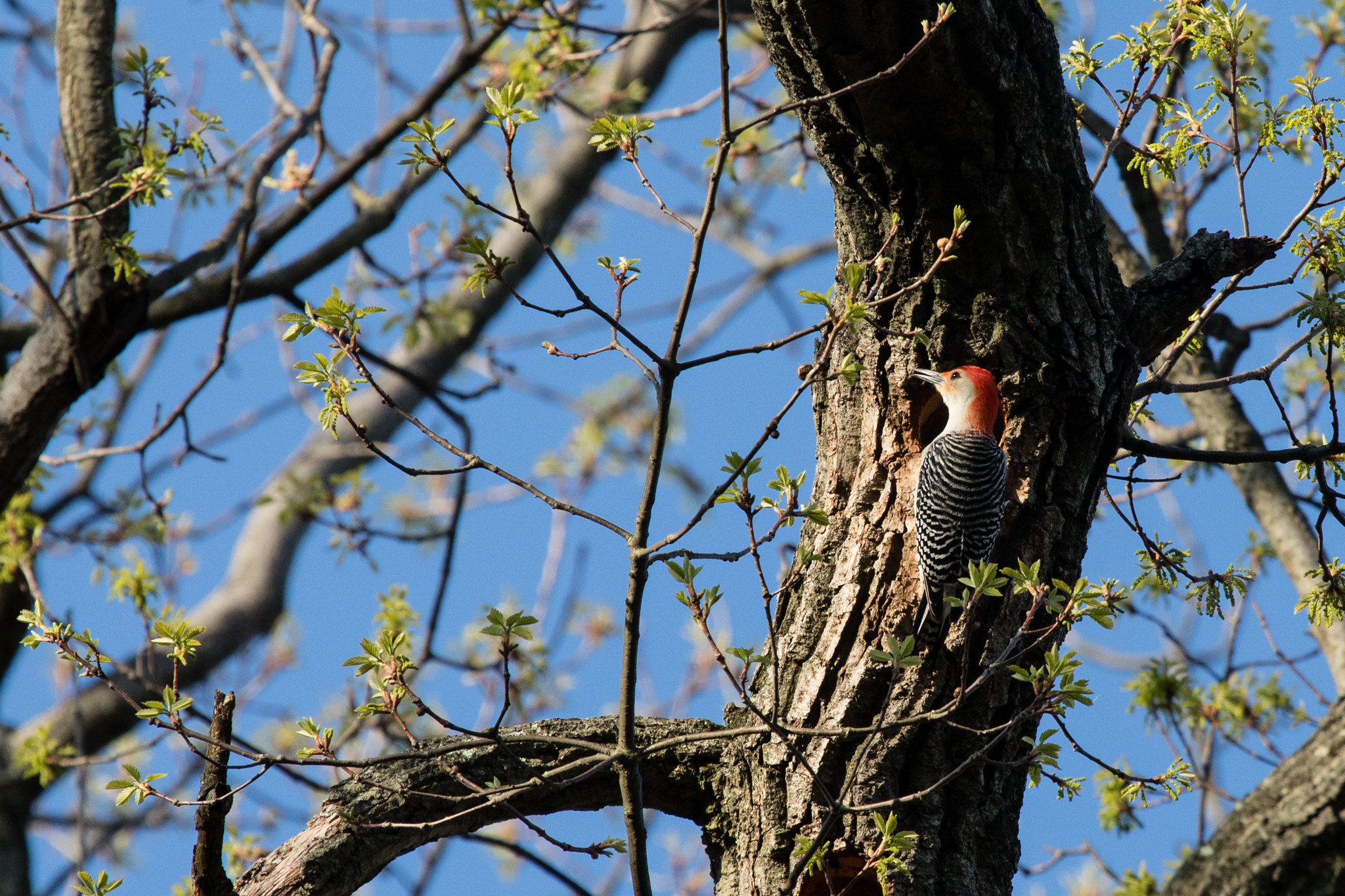 A red-bellied woodpecker in Rock Creek Park, Washington, DC