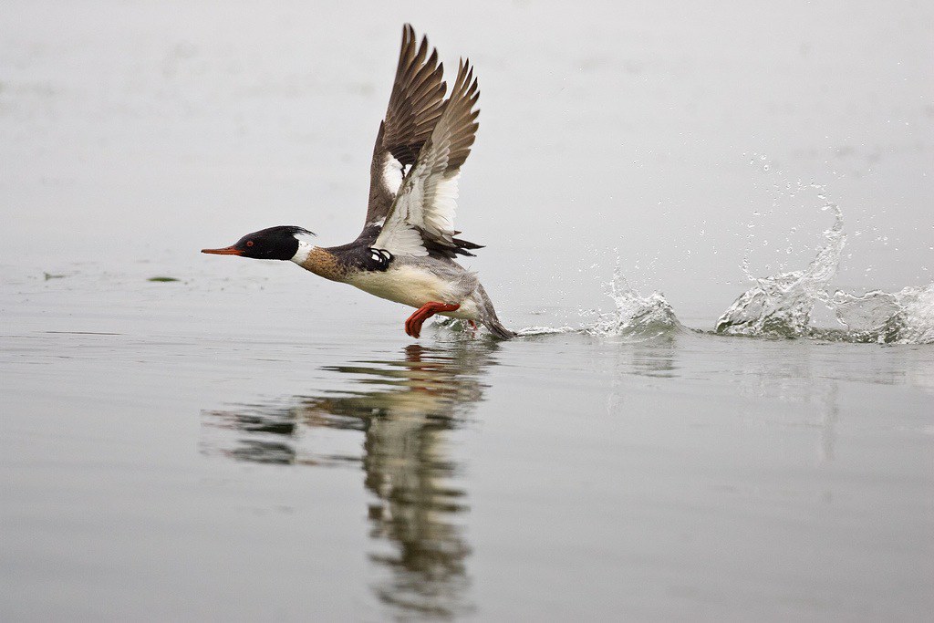 A male red-breasted merganser in breeding plumage. 