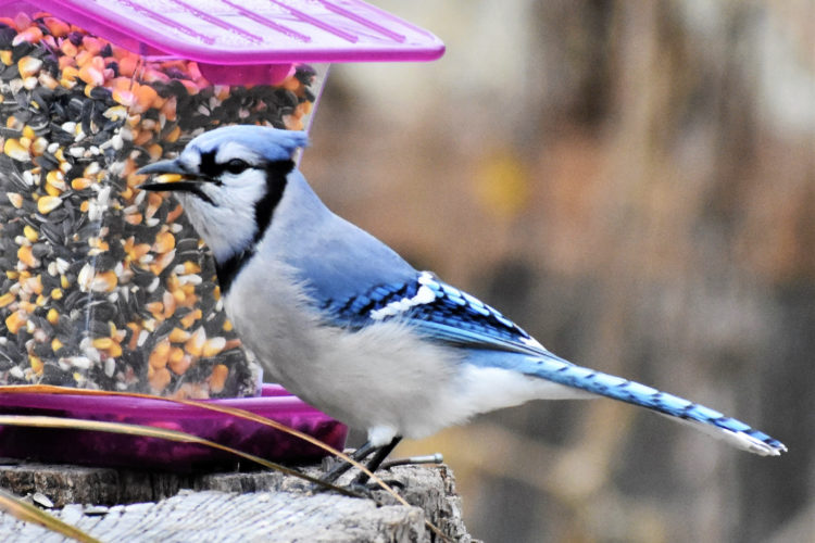 Blue jay at bird feeder.