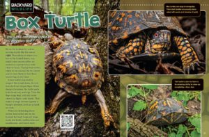 Backyard Wildlife: Box Turtle