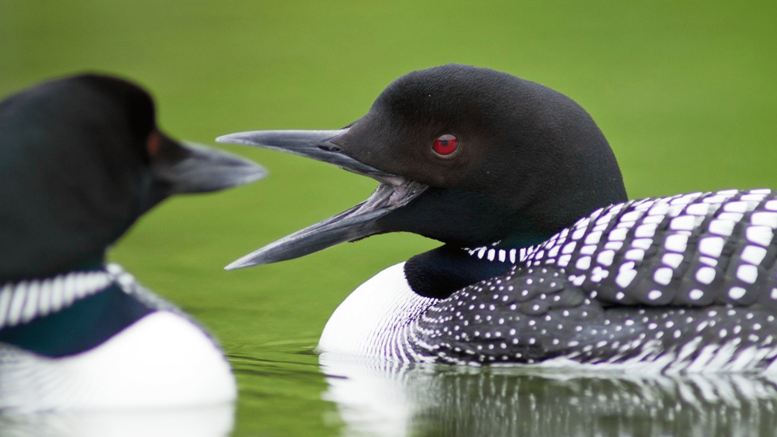 Common loons in lake.