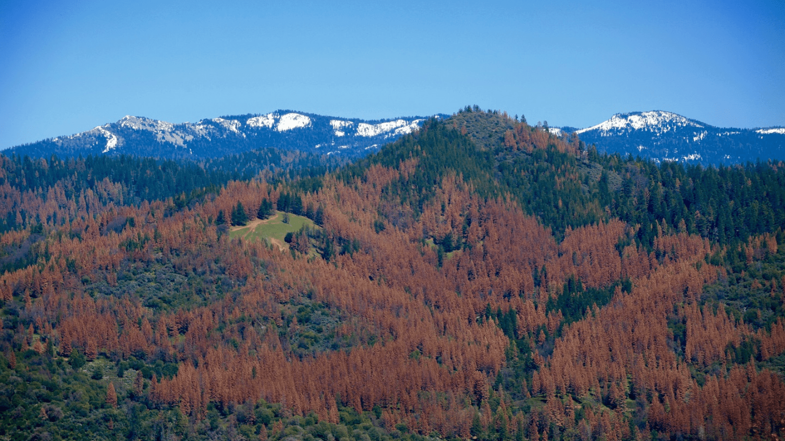 Dead trees on Sierra National Forest, California 2017