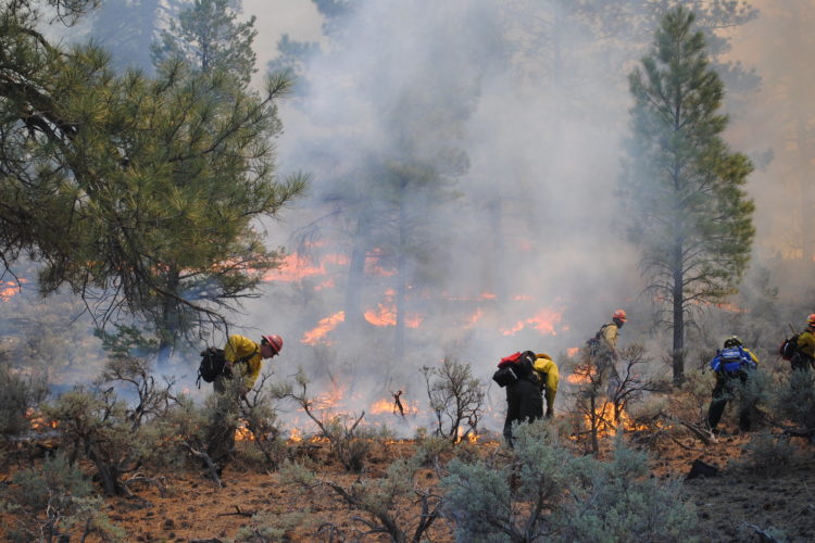 Firefighters work on a prescribed fire line.