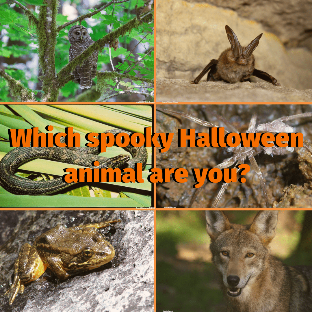 Quiz: Which spooky Halloween animal are you? The National Wildlife Federation Blog