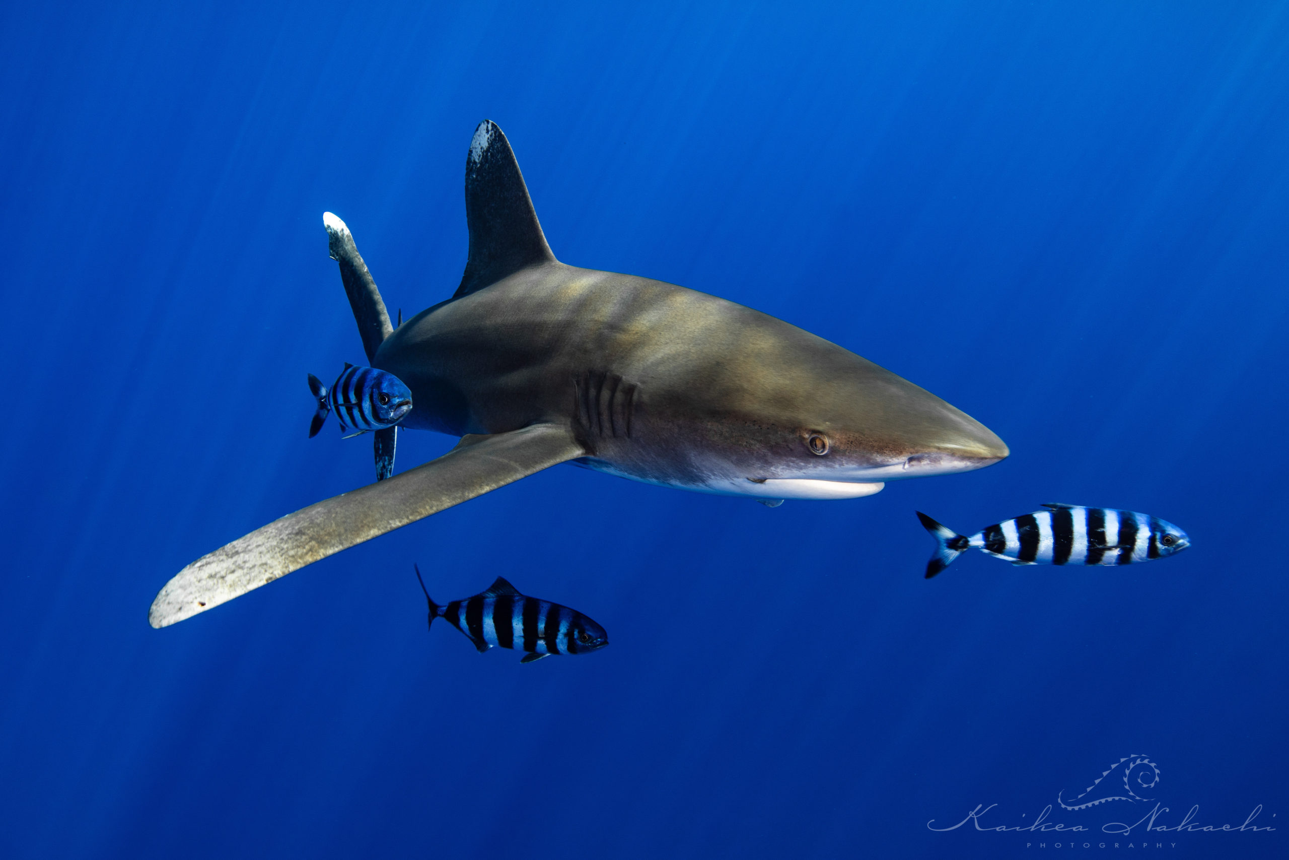 White tip shark in water.