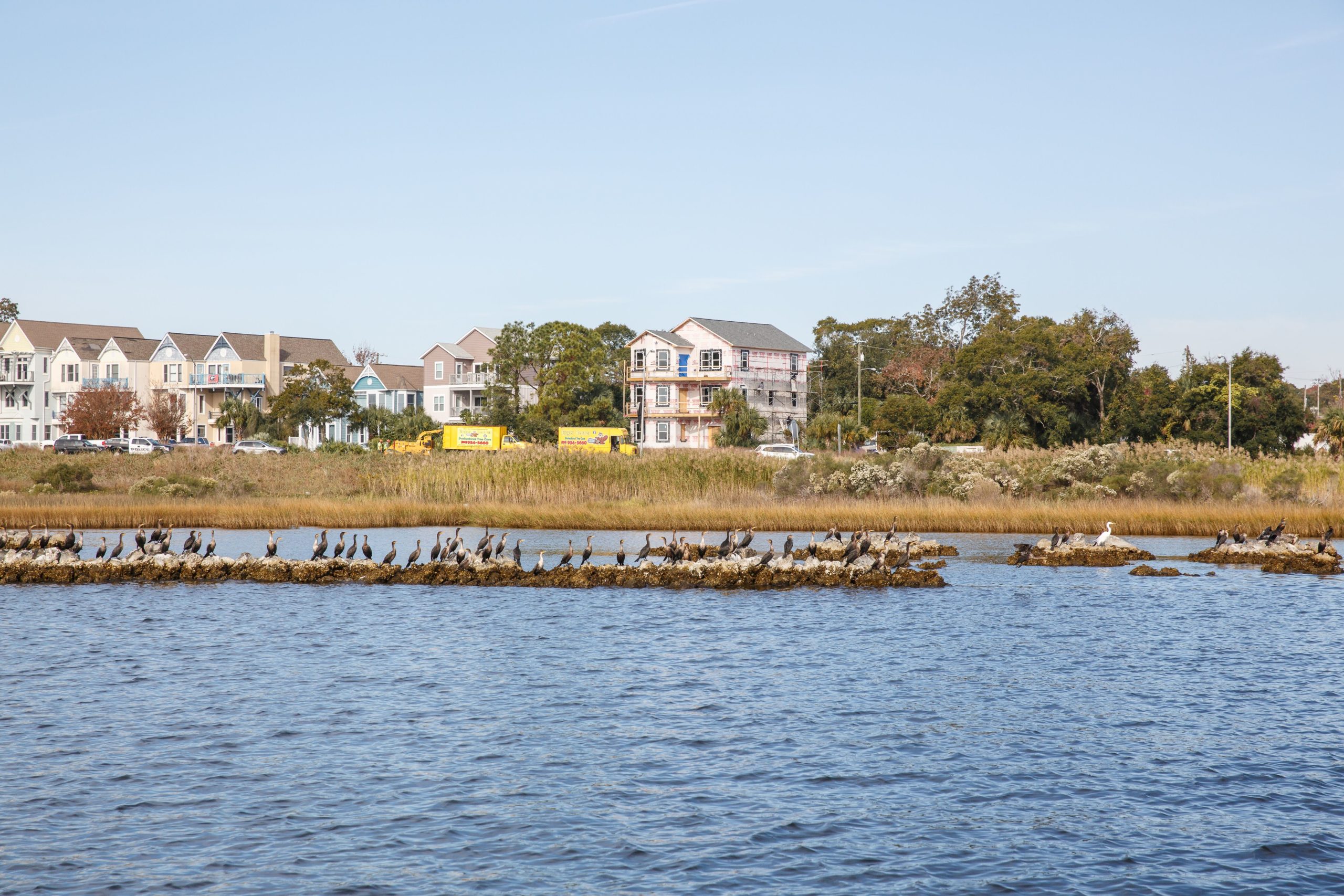 Double crested cormorants and a great egret sit atop the oyster reef of a living shoreline