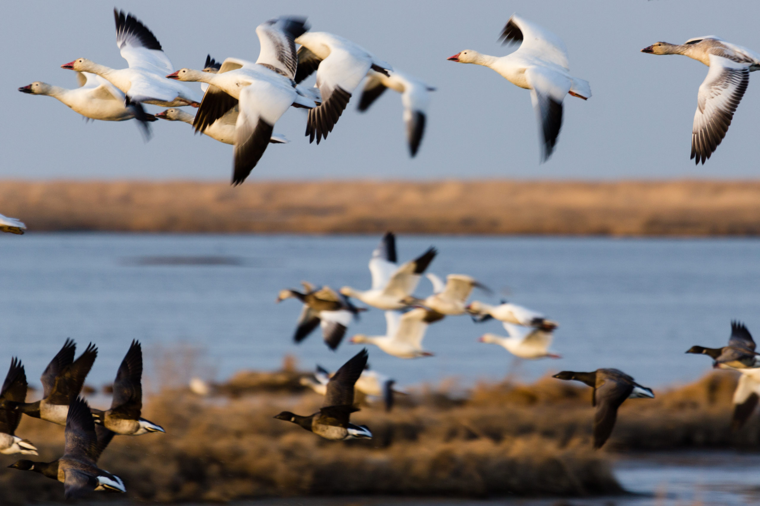 snow geese visiting marsh wetlands