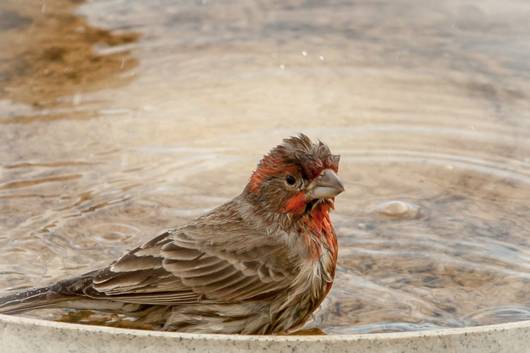 bird in heated bird bath