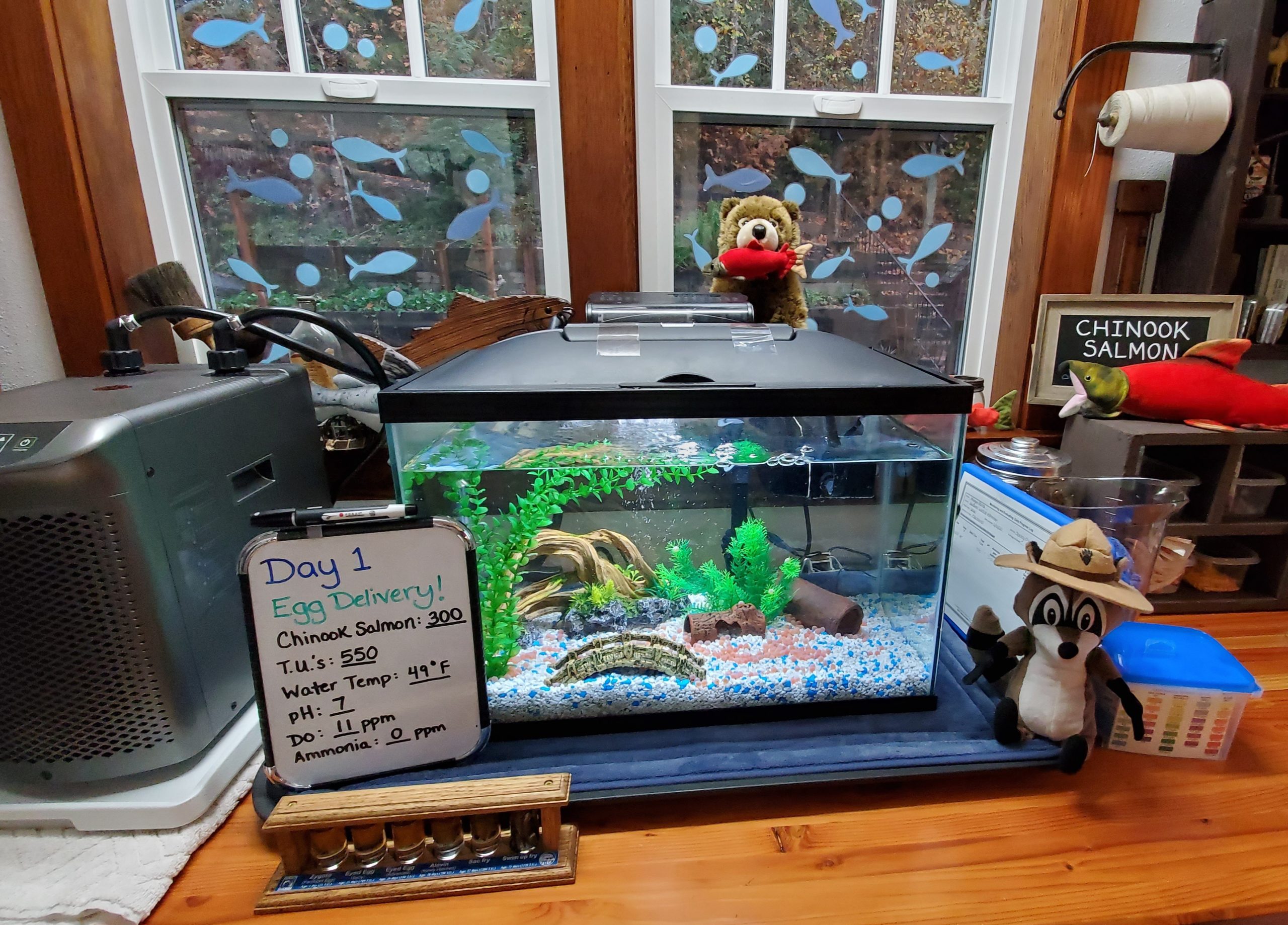 A fish tank with salmon eggs set up for virtual learning