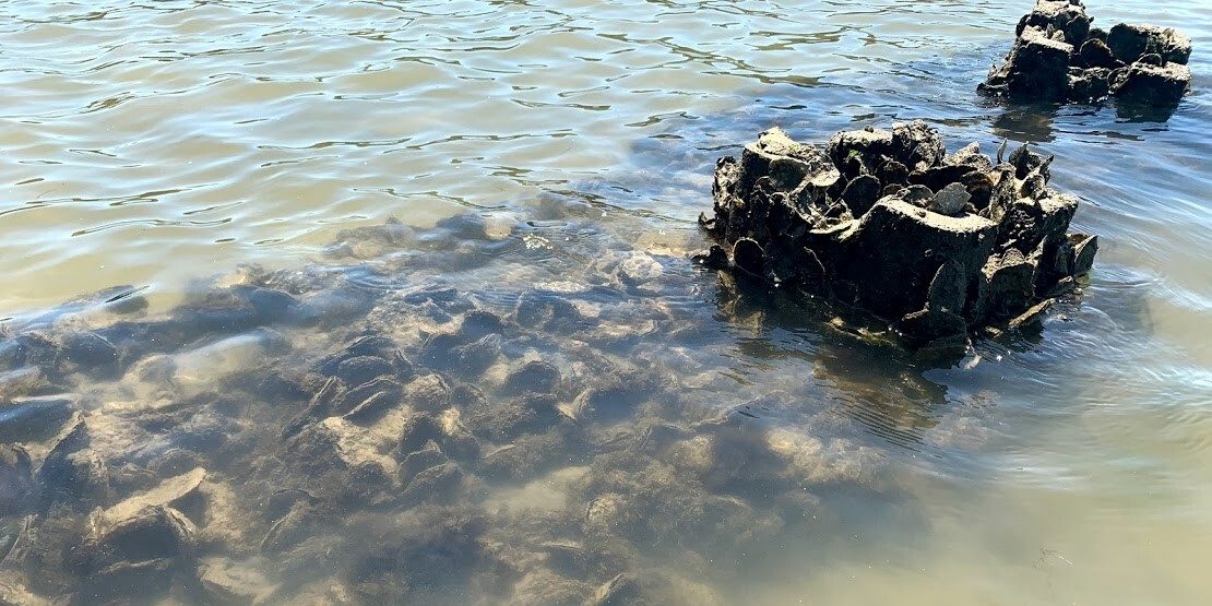 Oysters growing on oyster castles in a clear river