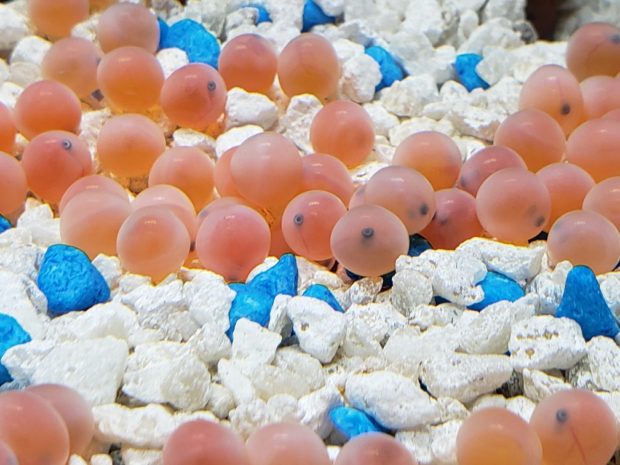 Pink spring chinook salmon eyed eggs