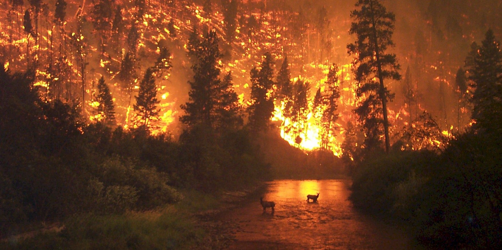 Elk wade in river with blazing forest fire in background