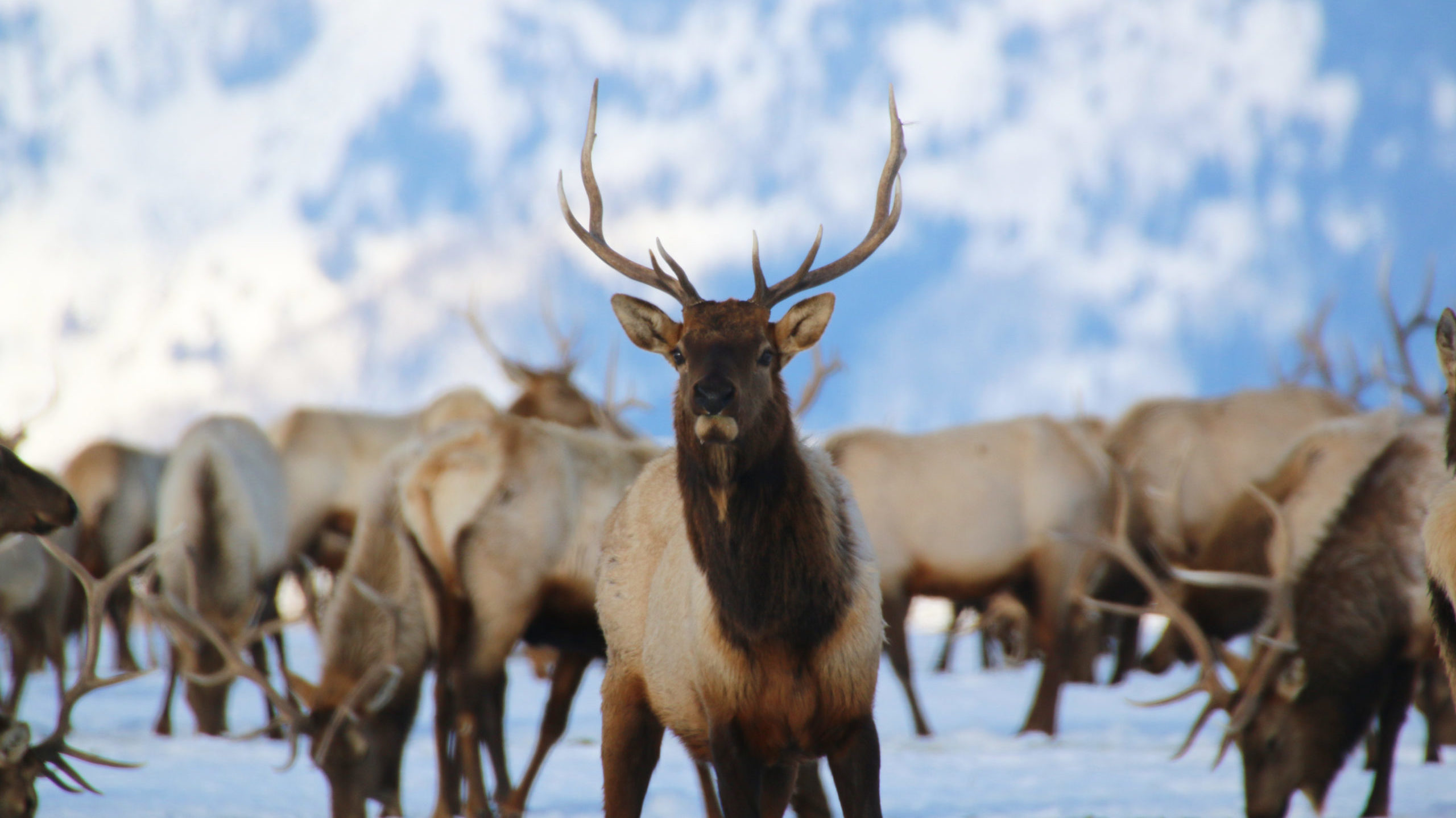 A group of elk in front of a snowy backdrop, with one elk front and center.