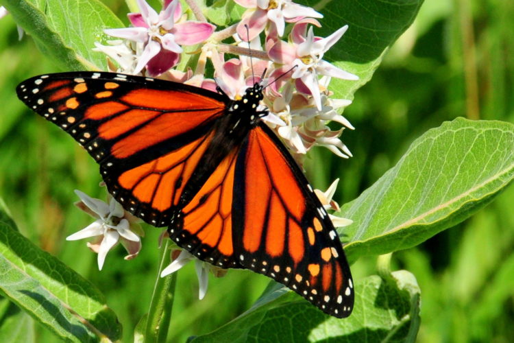 A monarch butterfly feeding on showy milkweed.