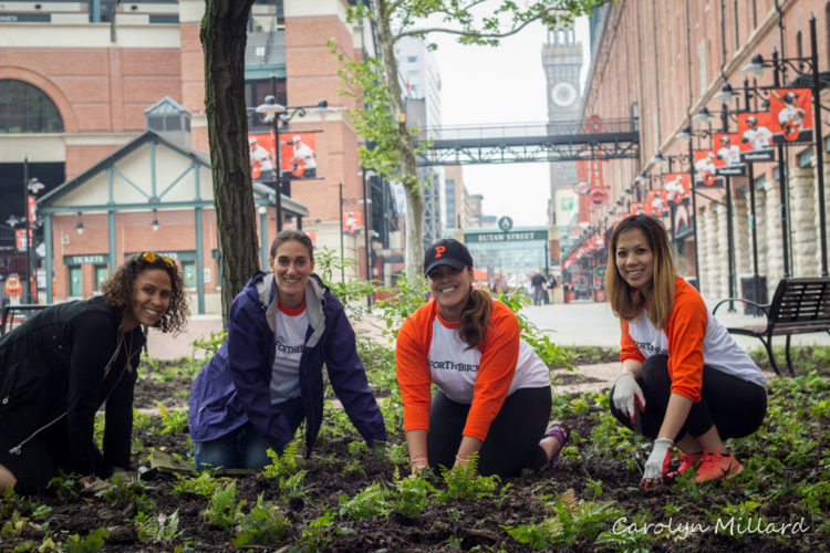A group of four women kneeling while planting a garden in Orioles gear.